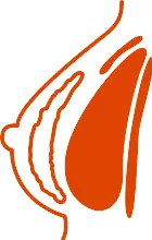 GC Aesthetics® medical illustration