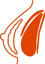 GC Aesthetics® medical illustration